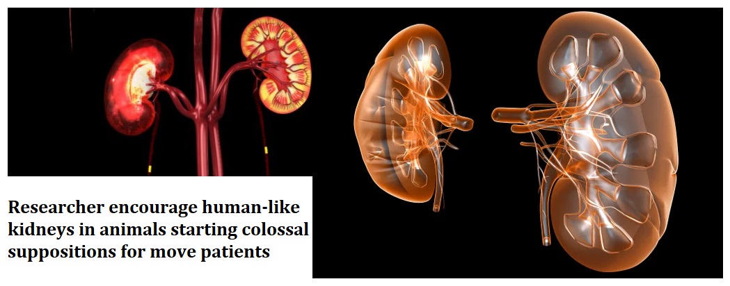 Researcher encourage human-like kidneys in animals starting colossal suppositions for move patients